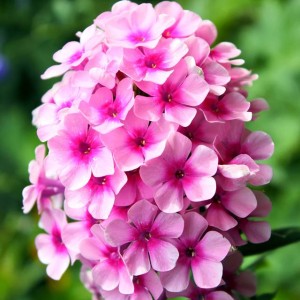 Phlox Flox Płomyk wiechowaty Bright Eyes 1 szt.