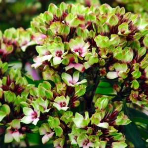 Phlox Flox Płomyk wiechowaty Sherbet Blend 1 szt.