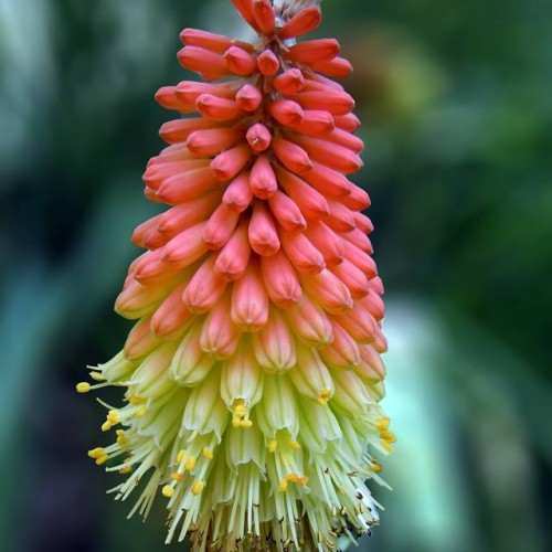 Kniphofia Trytoma groniasta Uvaria 1 szt.