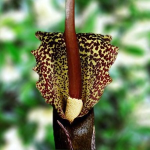 Arum Cornutum Obrazki Lilia Voodoo 1 szt.