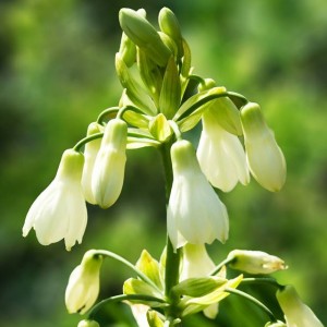 Galtonia candicans biaława 1 szt.