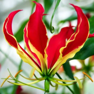 Gloriosa Rothschildiana Glorioza Rotszylda 1 szt.