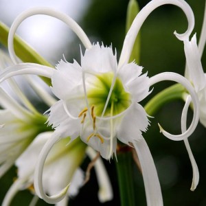 Hymenocallis festalis Ismena błonczatka 1 szt.