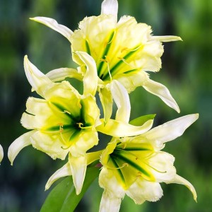Hymenocallis Ismena błonczatka Sulphur Queen 1 szt