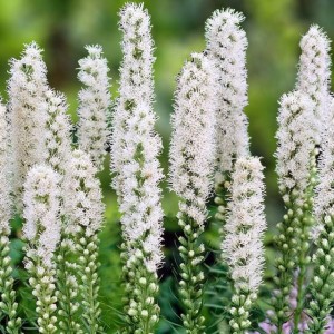 Liatris spicata Alba Liatra biała 10 szt.