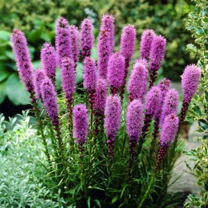 Liatris spicata Liatra fioletowa 50 szt.