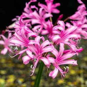 Nerine bowdenii Nerina Bowdena 1 szt.