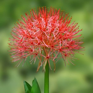 Scadoxus multiflorus Krasnokwiat Katarzyny 1 szt.