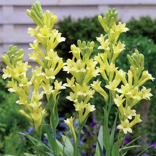 Polianthes tuberosa Tuberoza Yellow Baby 1 szt.