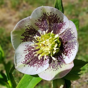 Helleborus Ciemiernik Bollene 1 szt.