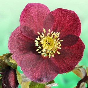 Helleborus Purpurascens Ciemiernik czerwony 1 szt.