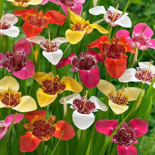 Tigridia Tygrysówka pawia mieszanka mix 10 szt.
