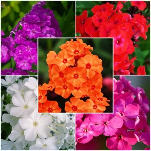 Zestaw Phlox Flox Płomyk wiechowaty 5 szt.