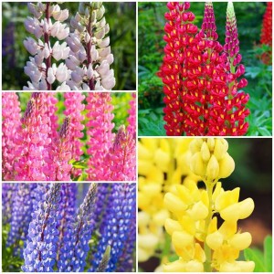Zestaw Lupinus Łubin trwały 5 szt.