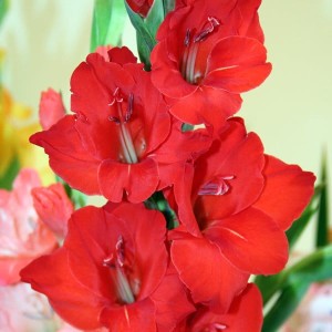 Gladiolus Mieczyk czerwony 100 szt.