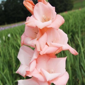 Gladiolus Mieczyk jasnoróżowy 50 szt.
