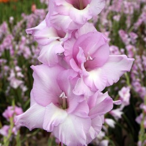 Gladiolus Mieczyk Liliowy Lila 50 szt.