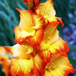 Gladiolus Mieczyk pomarańczowo-żółty 100 szt.