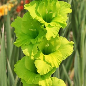 Gladiolus Mieczyk zielony 100 szt.