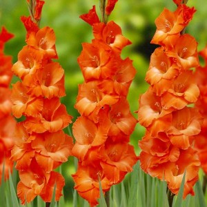 Gladiolus Mieczyk pomarańczowy 100 szt.
