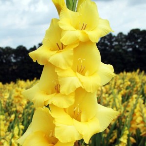 Gladiolus Mieczyk żółty 100 szt.