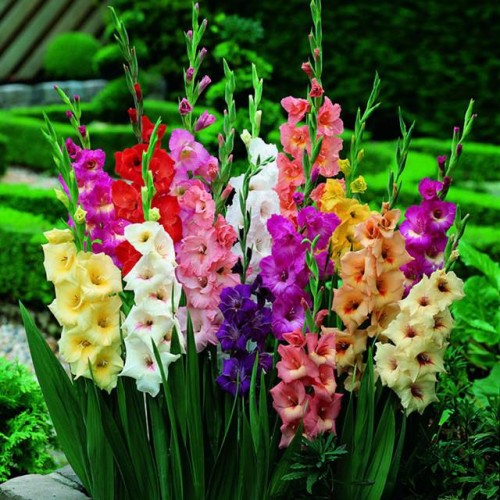 Gladiolus Mieczyk mieszanka  mix 100 szt.