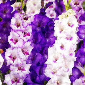 Gladiolus Mieczyk kolory fioletu mix 100 szt.