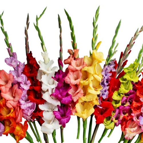 Gladiolus Mieczyk na kwiat cięty mix 100 szt.