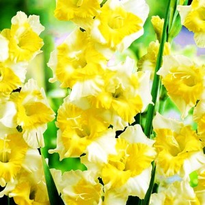 Gladiolus Mieczyk Buggy XXL 5 szt. 14/16