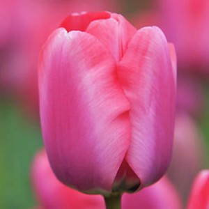 Tulipan różowy 50 szt.