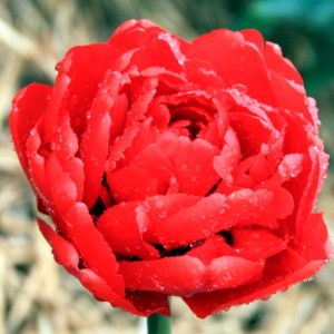 Tulipan pełny czerwony 50 szt.