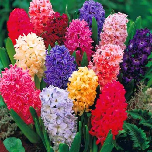Hiacynt mieszanka mix 5 szt.