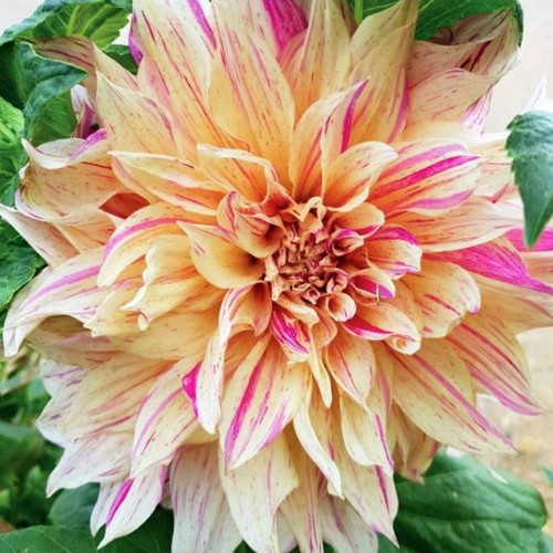 Dalia talerzowa Cafe au Lait Twist 1 szt.