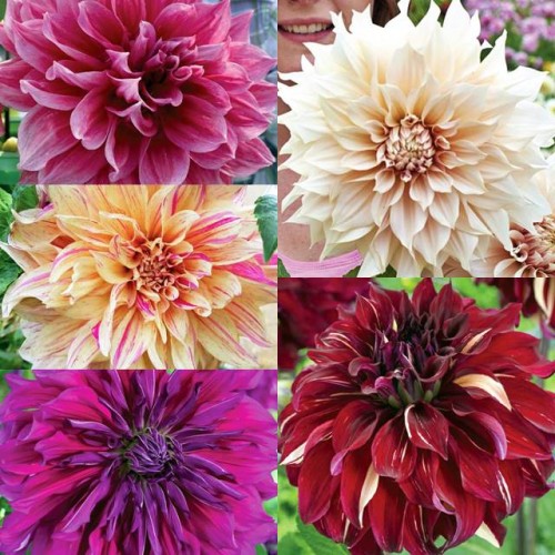 Dalia talerzowa mieszanka mix 5 szt.