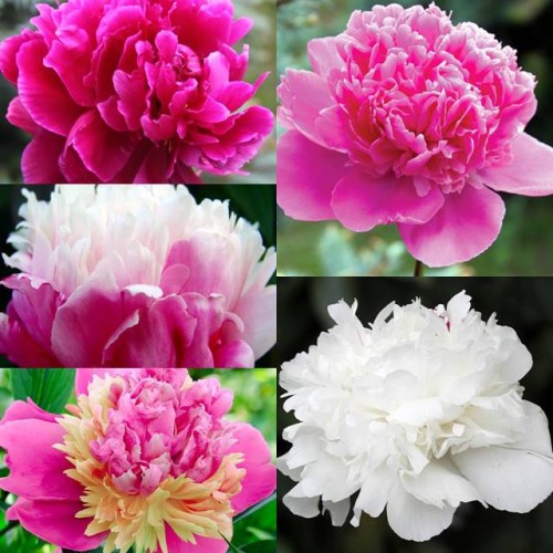 Paeonia Piwonia chińska mix 5 szt.