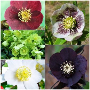 Zestaw Helleborus Ciemiernik 5 szt.