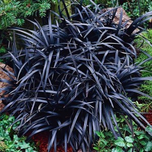 Ophiopogon Planiscapus Konwalijnik Niger 1 szt.