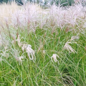 Miscanthus Miskant Chiński Sarabande 1 szt.