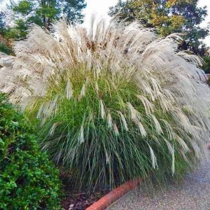 Miscanthus Miskant Chiński Grosse Fontane 1 szt.