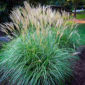 Miscanthus Miskant Chiński Adagio Trawa 1 szt.