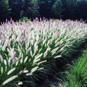 Pennisetum Rozplenica Foxtrot 1 szt.