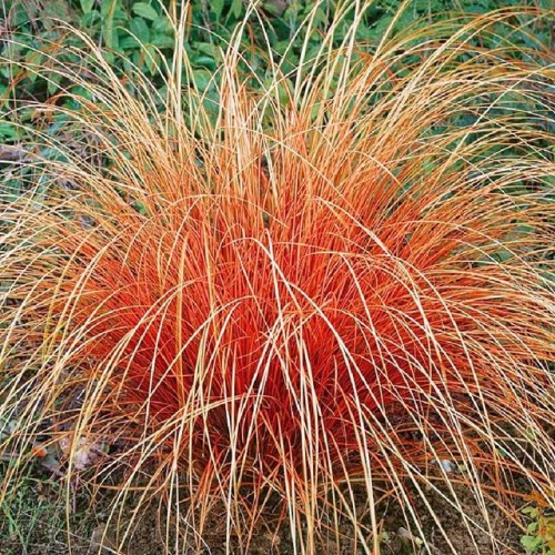 Carex Turzyca Ceglasta Prairie Fire 1 szt. doniczka P9