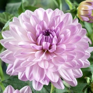 Dalia Dekoracyjna Valentino Rozm. Ii 1 szt.