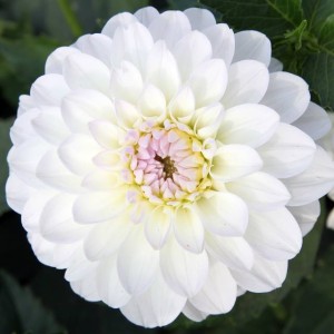 Dalia pomponowa White Aster 1 szt.