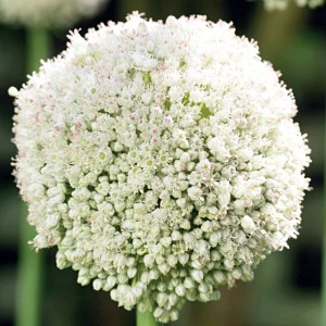 Allium Czosnek White Cloud 5 szt.