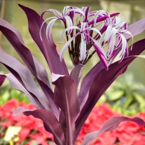 Crinum Asiaticum Purple Jumbo - Gigant - 1 szt.