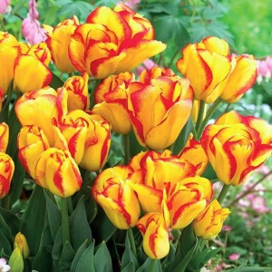 Tulipan Preparowany Outbreak 5 szt.