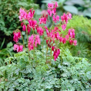 Dicentra Serduszka King Of Hearts 1 szt.