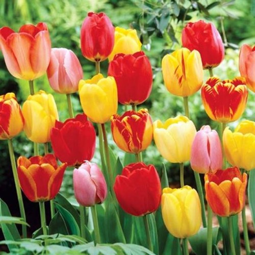 Tulipan Darwina mieszanka mix 50 szt.