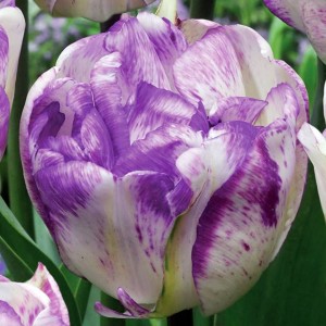Tulipan pełny biało-fioletowy 50 szt.
